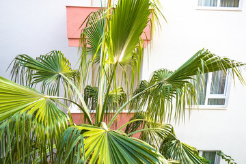 Palm tree in front of pink hotel balcony. Close up view.