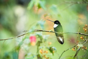 Collared inca sitting on branch, hummingbird from mountains, Colombia, Nevade del Ruiz,bird perching,tiny beautiful bird resting in garden,clear background, exotic birding in Latin America