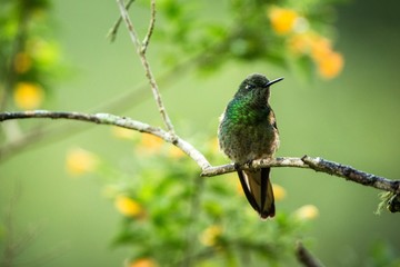 Naklejka premium Greenish puffleg sitting on branch, hummingbird from tropical forest,Colombia,bird perching,tiny bird resting in rainforest,clear colorful background,nature,wildlife, exotic birding adventure