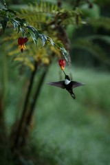 Colared inca howering next to yellow and orange flower, Colombia hummingbird with outstretched wings,hummingbird sucking nectar from blossom,animal in its environment, bird in flight,garden