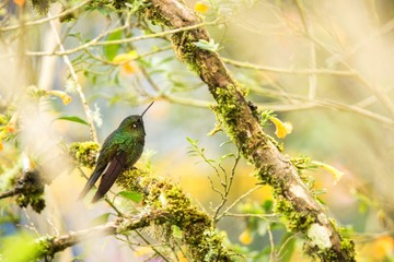 Greenish puffleg sitting on branch, hummingbird from tropical forest,Colombia,bird perching,tiny bird resting in rainforest,clear colorful background,nature,wildlife, exotic birding adventure