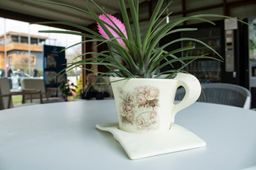 Tillandsia Guatemalensis flower, vase,