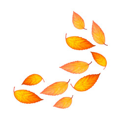 Fototapeta premium yellow leaves on white background