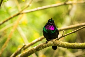 Tourmaline sunagel sitting on branch, hummingbird from mountains, Colombia, Nevado del Ruiz,bird perching,tiny beautiful bird resting on tree in garden,clear background,nature scene from wildlife
