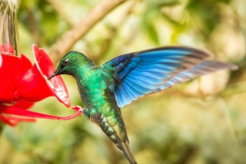 Saphire-wing hummingbird with outstretched wings,tropical forest,Colombia,bird hovering next to red feeder with sugar water, garden,clear background,nature scene,wildlife,exotic adventure