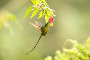 Violet-tailed Sylph howering next to yellow and orange flower, Colombia hummingbird with outstretched wings,hummingbird sucking nectar from blossom,animal in its environment, bird in flight,garden © Ji