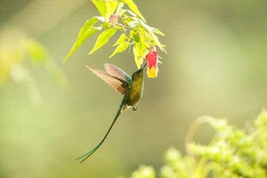 Violet-tailed Sylph howering next to yellow and orange flower, Colombia hummingbird with outstretched wings,hummingbird sucking nectar from blossom,animal in its environment, bird in flight,garden