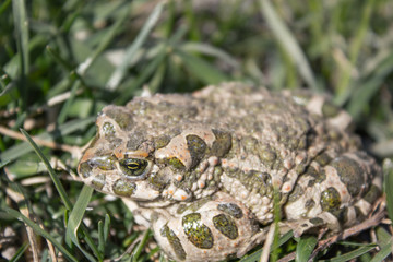 Frog in the grass. A green frog sits in the grass. Toad resting in the spring on the grass.