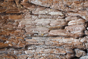 Nature tree bark texture nature for background