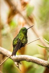 Black-thighed Puffleg  sitting on branch, hummingbird from mountains, Colombia, Nevado del Ruiz,bird perching,tiny beautiful bird resting on tree in garden,clear background,exotic birding adventure