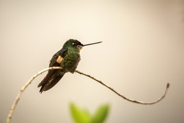 Buff-winged starfrontlet sitting on branch, hummingbird from mountains, Colombia, Nevado del Ruiz,bird perching,tiny beautiful bird resting in garden,clear white background,bird isolated silhouette