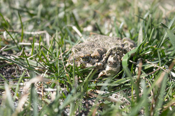 Frog in the grass. A green frog sits in the grass. Toad resting in the spring on the grass.