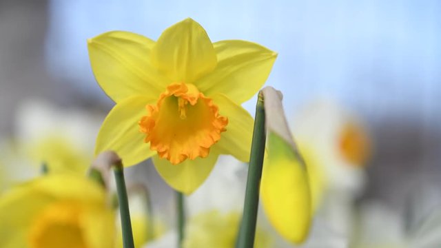 Daffodils blooming in the garden. Spring