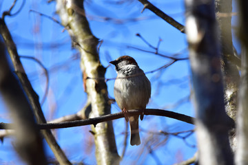 Obraz premium Sparrow in Germany