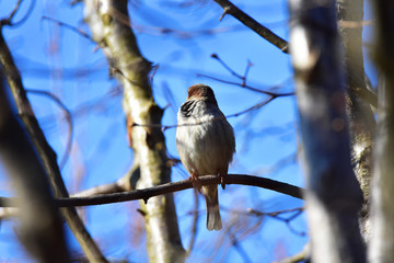 Sparrow sitting on a tree in a forest