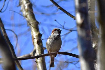 Sparrow in a forest