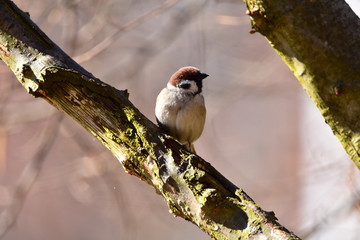 Cute little sparrow on a tree