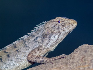A oriental garden lizard (Calotes versicolor) perching on tree branch with nature blurred...