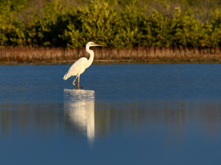 Great White Heron or Great Blue Heron (White Morph or Form) with Reflection Standing on the Pond 