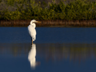 Great White Heron or Great Blue Heron (White Morph or Form) with Reflection Standing on the Pond 