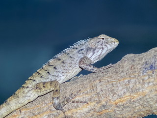 A oriental garden lizard (Calotes versicolor) perching on tree branch with nature blurred background.