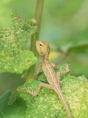 a cute young tree lizard perching on green leaf with green nature blurred background.