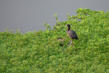 black duck