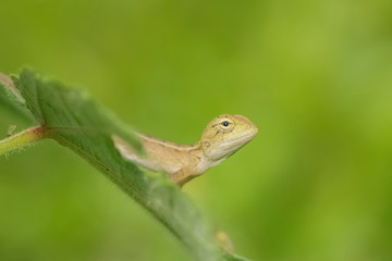 Naklejka na ściany i meble a cute young tree lizard perching on green leaf with green nature blurred background.