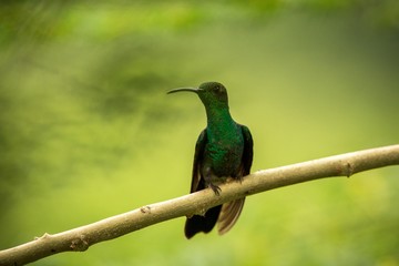 white-vented plumeleteer sitting on branch, hummingbird from tropical rain forest,Ecuador,bird perching,tiny beautiful bird resting on tree in garden,clear background,nature scene from wildlife