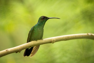 white-vented plumeleteer sitting on branch, hummingbird from tropical rain forest,Ecuador,bird perching,tiny beautiful bird resting on tree in garden,clear background,nature scene from wildlife