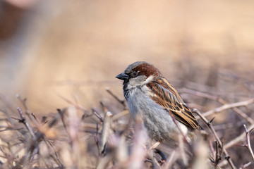 Sparrow on a branch