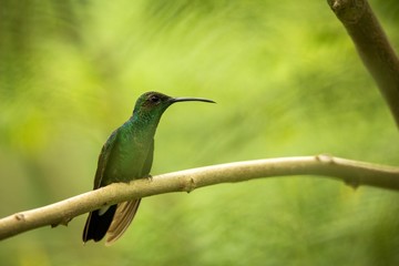 white-vented plumeleteer sitting on branch, hummingbird from tropical rain forest,Ecuador,bird perching,tiny beautiful bird resting on tree in garden,clear background,nature scene from wildlife