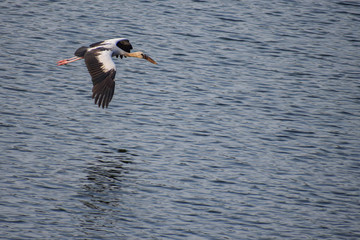 great heron in flight