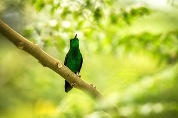 white-vented plumeleteer sitting on branch, hummingbird from tropical rain forest,Ecuador,bird perching,tiny beautiful bird resting on tree in garden,clear background,nature scene from wildlife