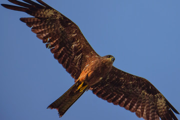 eagle in flight