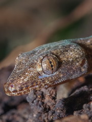 Macro head shot on face of tree lizard at night.