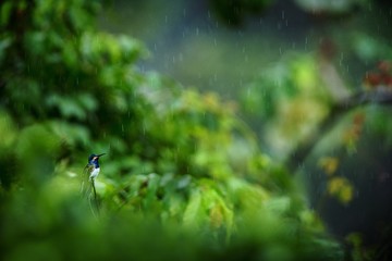 White-necked jacobin sitting on branch in rain, hummingbird from tropical rain forest,Colombia,bird perching,tiny beautiful bird resting on tree in garden,clear background,nature scene from wildlife