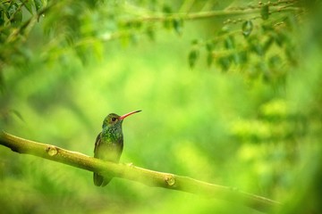 Fototapeta premium Glowing Puffleg sitting on branch, hummingbird from tropical rain forest,Ecuador,bird perching,tiny beautiful bird resting on tree in garden,clear background,nature scene from wildlife