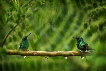 Two hummingbirds Glowing Puffleg sitting on branch in rain in tropical  forest,Colombia,bird perching,tiny beautiful bird resting on tree in garden,clear background,nature scene from wildlife