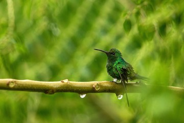 steely-vented hummingbird sitting on branch in rain, hummingbird from tropical rain forest,Colombia,bird perching,tiny beautiful bird resting on tree in garden,clear background, scene from wildlife