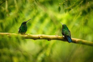 Two hummingbirds Glowing Puffleg sitting on branch in rain in tropical  forest,Colombia,bird perching,tiny beautiful bird resting on tree in garden,clear background,nature scene from wildlife