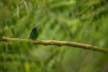 steely-vented hummingbird sitting on branch in rain, hummingbird from tropical rain forest,Colombia,bird perching,tiny beautiful bird resting on tree in garden,clear background,scene from wildlife