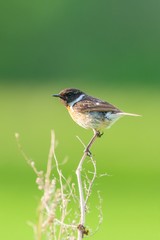 Stonechat sitting on dry grass. Isolated on a green background.