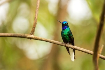 Fototapeta premium Endemic Santa Marta sabrewing sitting on branch,hummingbird from tropical forest,Colombia,bird perching,tiny bird resting in rainforest,clear colorful background,nature,wildlife, exotic adventure trip