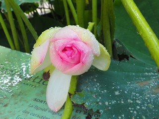 lotus sacré