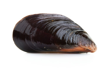 Mussel on white background