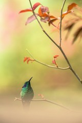 Green violet-ear sitting on branch, hummingbird from tropical forest,Peru,bird perching,tiny bird resting in rainforest,clear colorful background,nature,wildlife, exotic adventure trip