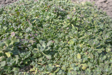 Green leaves, closeup, nature summer forest concept. Background green grass mat.