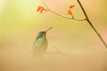 Green violet-ear sitting on branch, hummingbird from tropical forest,Peru,bird perching,tiny bird resting in rainforest,clear colorful background,nature,wildlife, exotic adventure trip