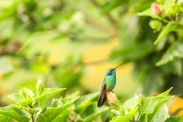 Green violet-ear sitting on flower, hummingbird from tropical forest,Peru,bird perching,tiny bird resting in rainforest,clear colorful background,nature,wildlife, exotic adventure trip